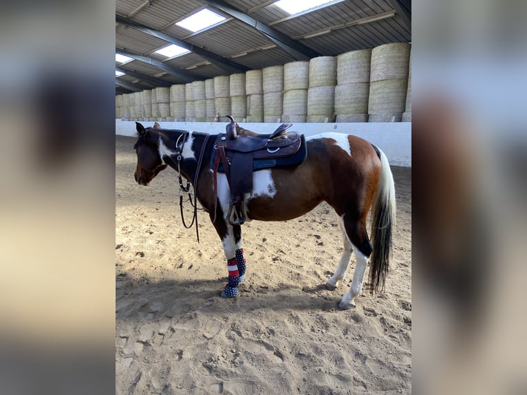 Paint Horse Mare 9 years 15,1 hh Tobiano-all-colors in Saarbrücken