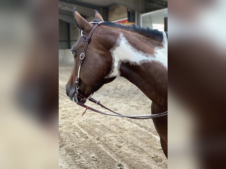Paint Horse Mare 9 years 15,1 hh Tobiano-all-colors in Saarbrücken