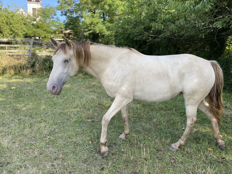 Paint Horse Mare 9 years 15,2 hh Champagne in PESMES