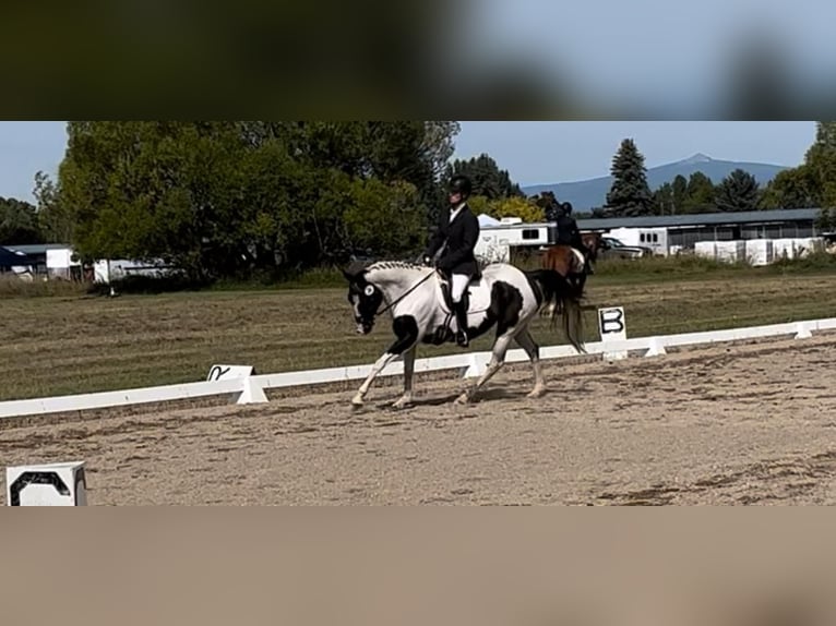 Paint Horse Mare 9 years 15,2 hh Pinto in Darby