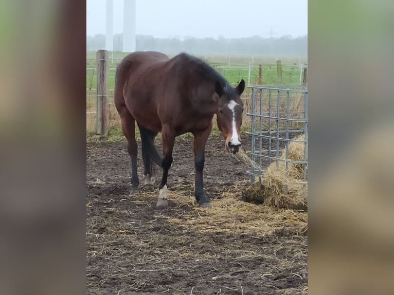 Paint Horse Mix Mare 9 years 15 hh Bay-Dark in Stuhr