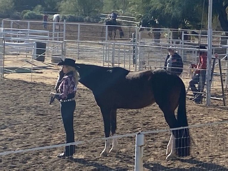 Paint Horse Mare 9 years 16 hh Overo-all-colors in Glendale, Arizona