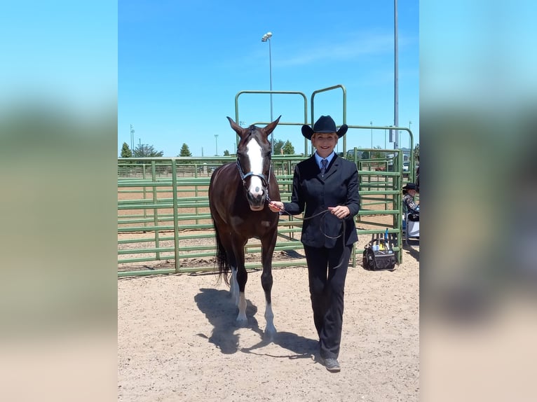 Paint Horse Mare 9 years 16 hh Overo-all-colors in Glendale, Arizona