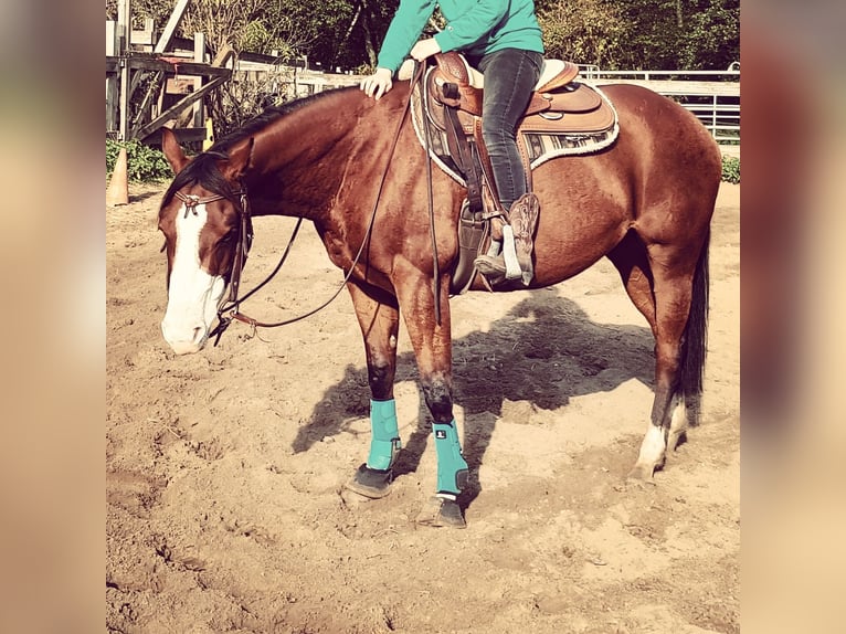 Paint Horse Mare 9 years Brown in Zülpich