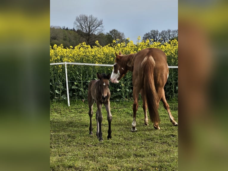 Paint Horse Mare Foal (04/2024) 12,1 hh Smoky-Black in Niepars