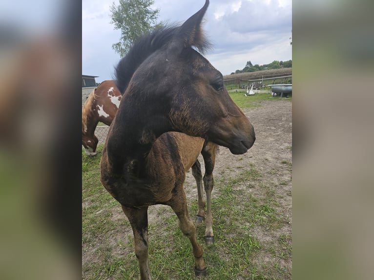 Paint Horse Mare Foal (04/2024) 12,1 hh Smoky-Black in Niepars