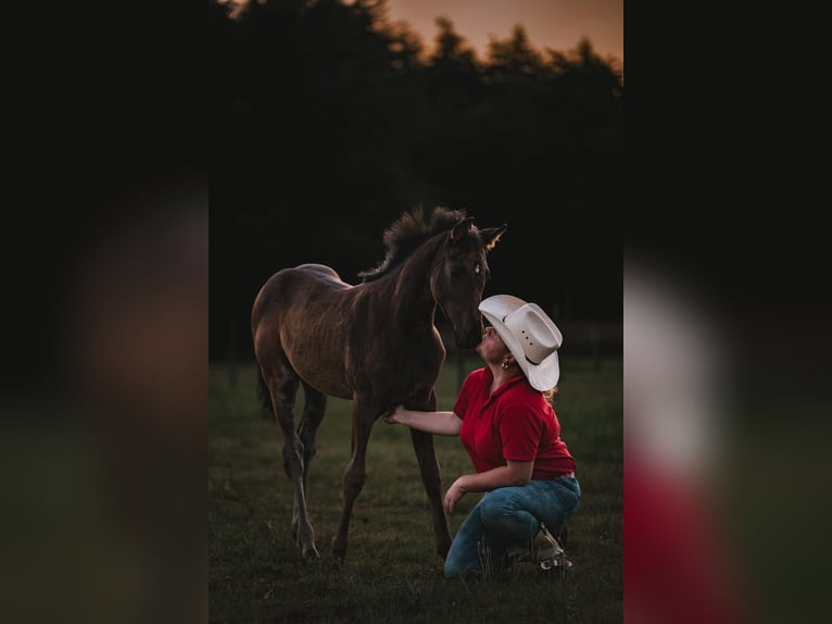 Paint Horse Mare Foal (04/2024) 12,1 hh Smoky-Black in Niepars