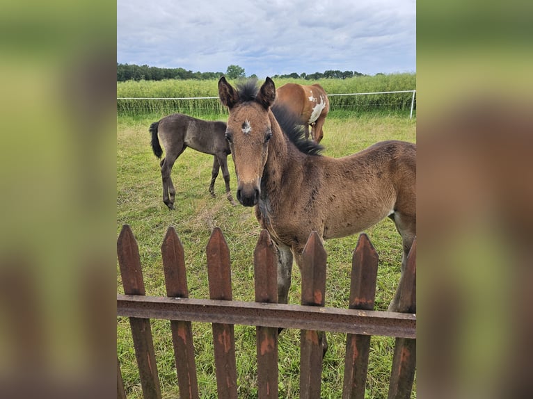 Paint Horse Mare Foal (04/2024) 12,1 hh Smoky-Black in Niepars