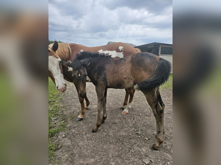 Paint Horse Mare Foal (04/2024) 12,1 hh Smoky-Black in Niepars