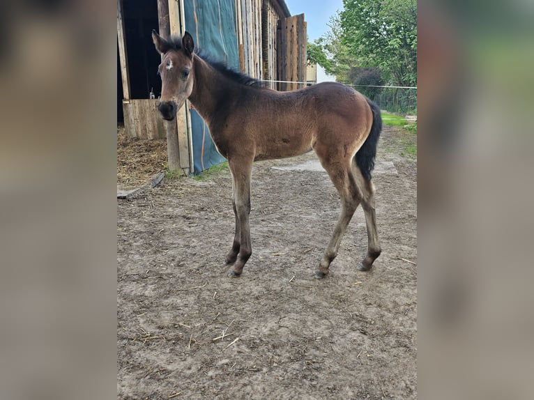 Paint Horse Mare Foal (04/2024) 12,1 hh Smoky-Black in Niepars