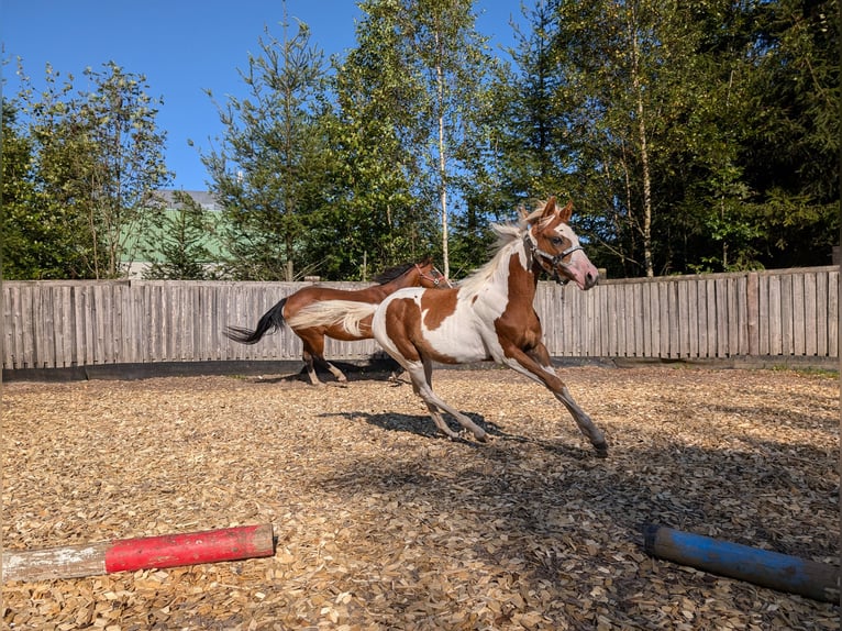 Paint Horse Mare  12,2 hh in Neuhaus am Rennweg