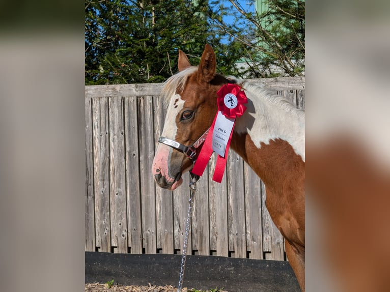 Paint Horse Mare  12,2 hh in Neuhaus am Rennweg