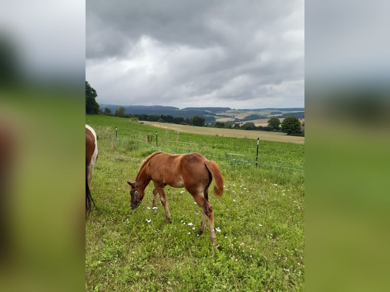 Paint Horse Mare Foal (04/2024) 14,1 hh Chestnut in Erbendorf