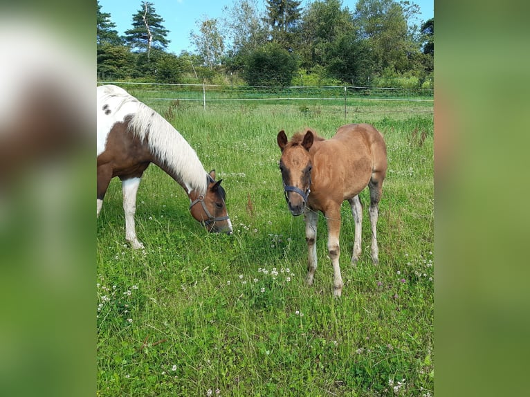 Paint Horse Mare Foal (04/2024) 14,1 hh Chestnut in Erbendorf