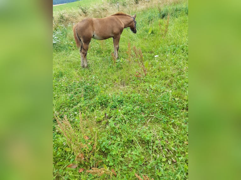 Paint Horse Mare Foal (04/2024) 14,1 hh Chestnut in Erbendorf