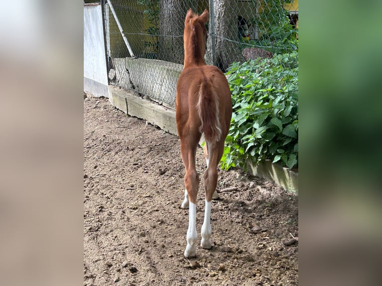 Paint Horse Mare Foal (03/2024) 14,2 hh Chestnut-Red in Steinebrunn
