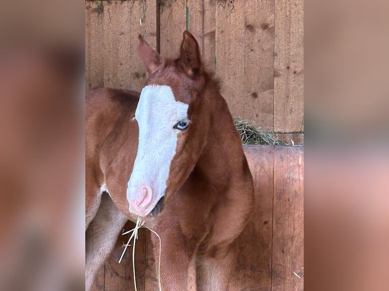 Paint Horse Mare Foal (03/2024) 14,2 hh Chestnut-Red in Steinebrunn