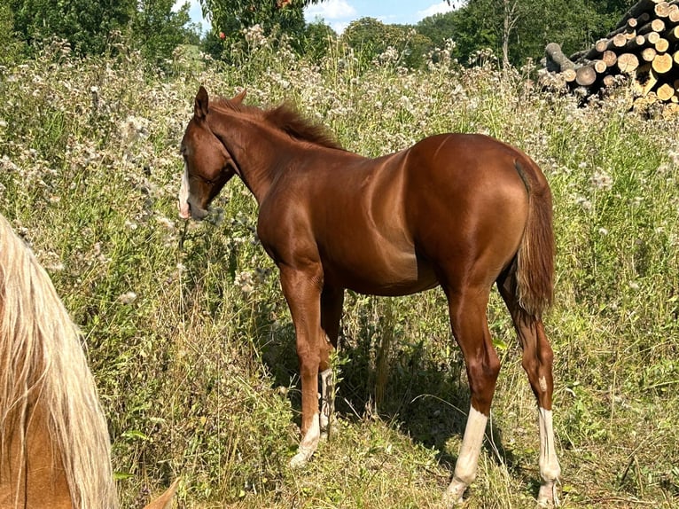 Paint Horse Mare Foal (03/2024) 14,2 hh Overo-all-colors in Steinebrunn