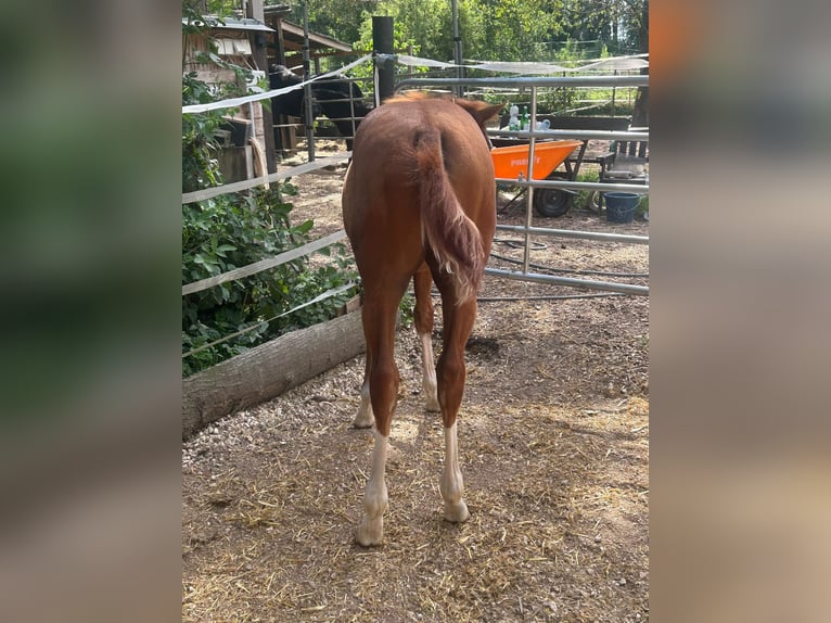 Paint Horse Mare Foal (03/2024) 14,2 hh Overo-all-colors in Steinebrunn