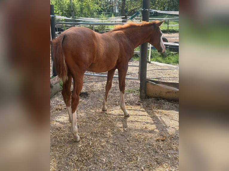 Paint Horse Mare Foal (03/2024) 14,2 hh Overo-all-colors in Steinebrunn