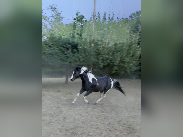 Paint Horse Mare Foal (05/2024) 14,2 hh Tobiano-all-colors in Walkenried