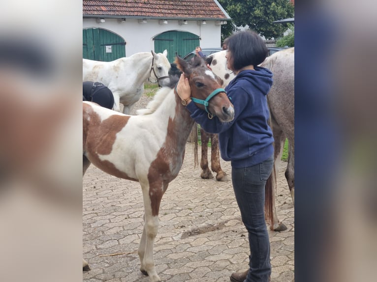 Paint Horse Mare Foal (05/2024) 14,2 hh Tobiano-all-colors in Freising