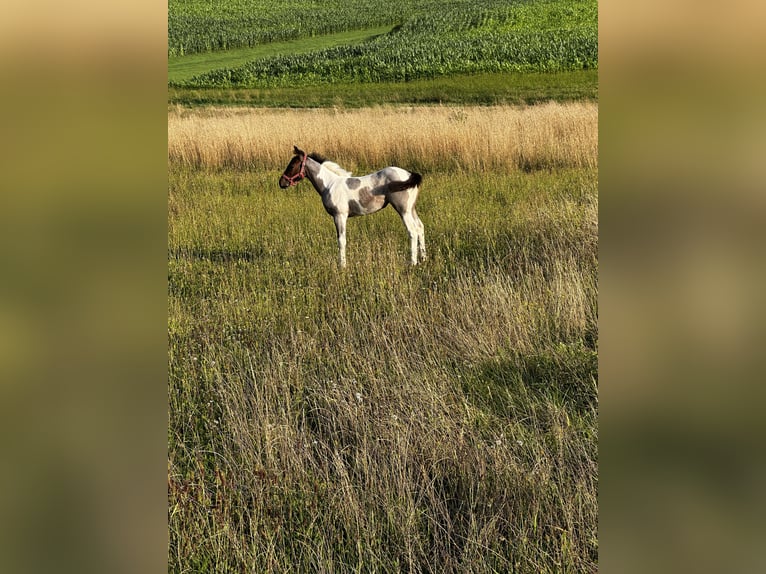 Paint Horse Mare Foal (05/2024) 14,2 hh Tobiano-all-colors in Freising