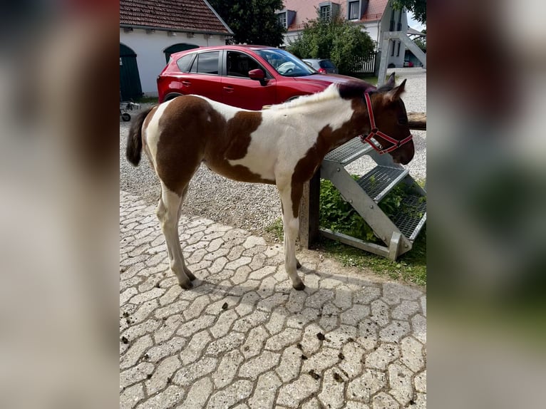 Paint Horse Mare Foal (05/2024) 14,2 hh Tobiano-all-colors in Freising