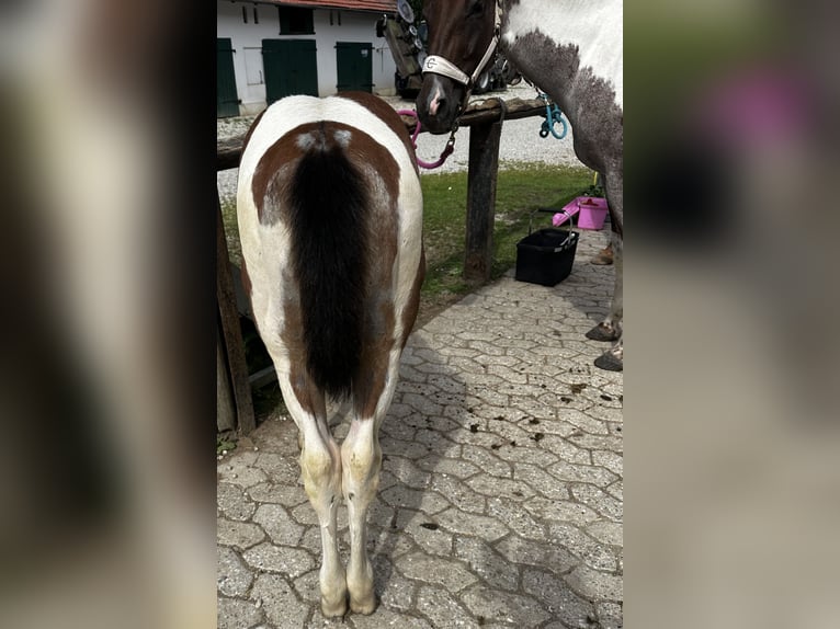 Paint Horse Mare Foal (05/2024) 14,2 hh Tobiano-all-colors in Freising