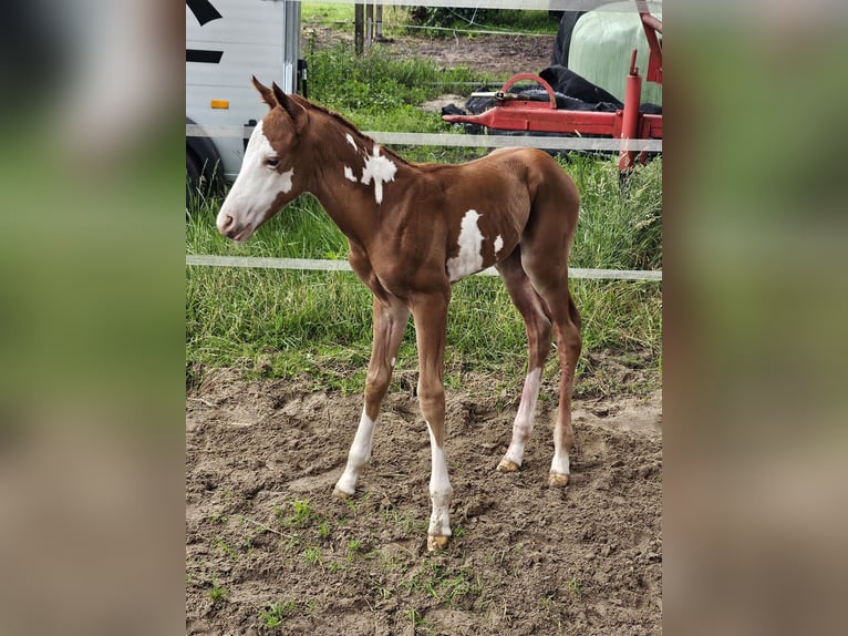 Paint Horse Mare Foal (06/2024) 14,3 hh Overo-all-colors in Friesoythe