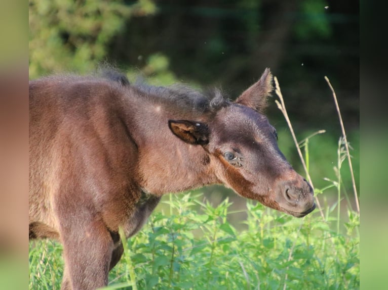 Paint Horse Mare Foal (04/2024) 14,3 hh Roan-Blue in Sankt Wendel