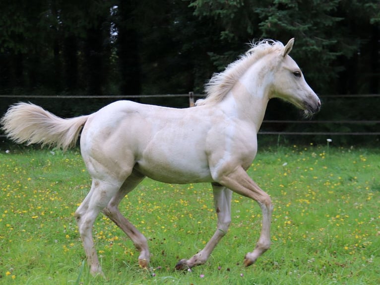 Paint Horse Mare Foal (03/2024) 14,3 hh Tobiano-all-colors in BERNE