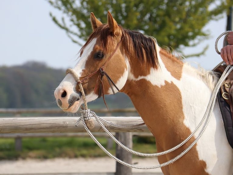 Paint Horse Mare Foal (03/2024) 14,3 hh Tobiano-all-colors in BERNE