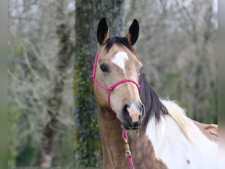 Paint Horse Mare Foal (03/2024) 14,3 hh Tobiano-all-colors in BERNE