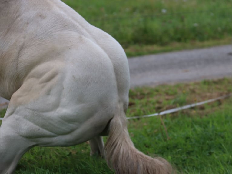 Paint Horse Mare Foal (03/2024) 14,3 hh Tobiano-all-colors in BERNE