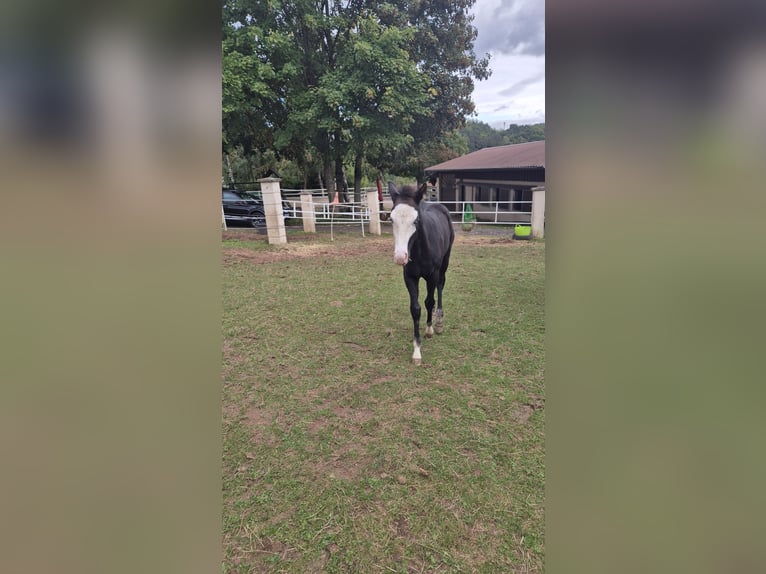 Paint Horse Mare Foal (06/2025) 14,2 hh Black in Bebra
