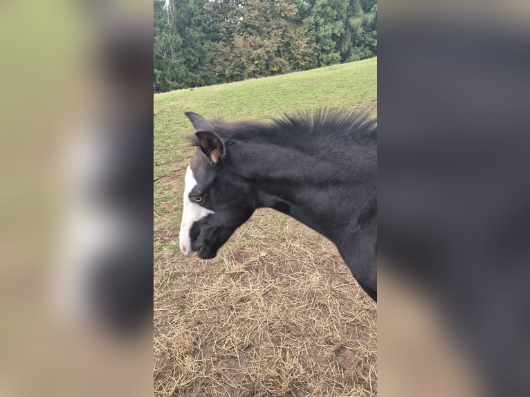 Paint Horse Mare Foal (06/2025) 14,2 hh Black in Bebra