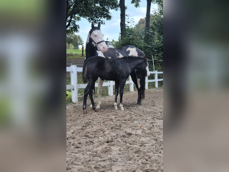 Paint Horse Mare Foal (06/2025) 14,2 hh Black in Bebra