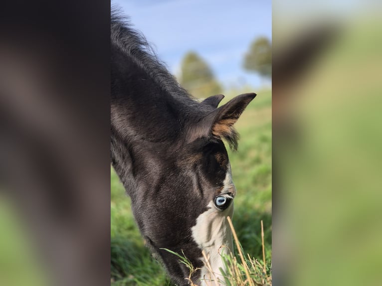 Paint Horse Mare Foal (06/2025) 14,2 hh Black in Bebra