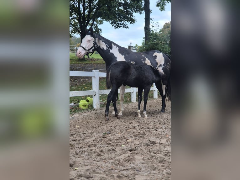 Paint Horse Mare Foal (06/2025) 14,2 hh Black in Bebra