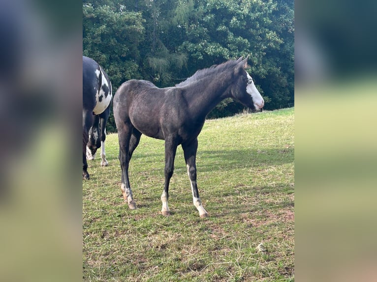 Paint Horse Mare Foal (06/2025) 14,2 hh Black in Bebra