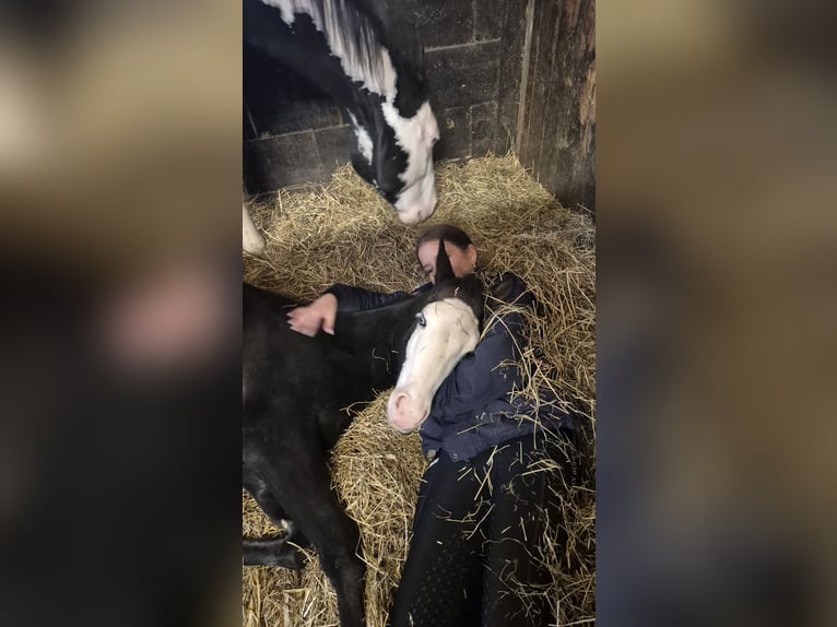Paint Horse Mare Foal (06/2025) 14,2 hh Black in Bebra
