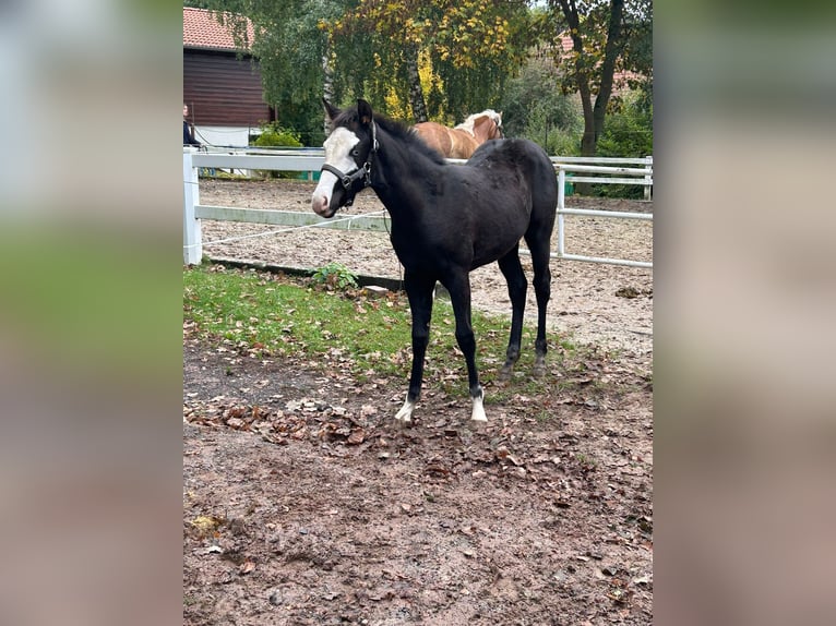 Paint Horse Mare Foal (06/2025) 14,2 hh Black in Bebra