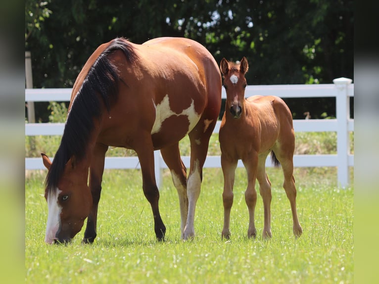 Paint Horse Mix Mare Foal (05/2025) 14,2 hh Brown in Oberlangen