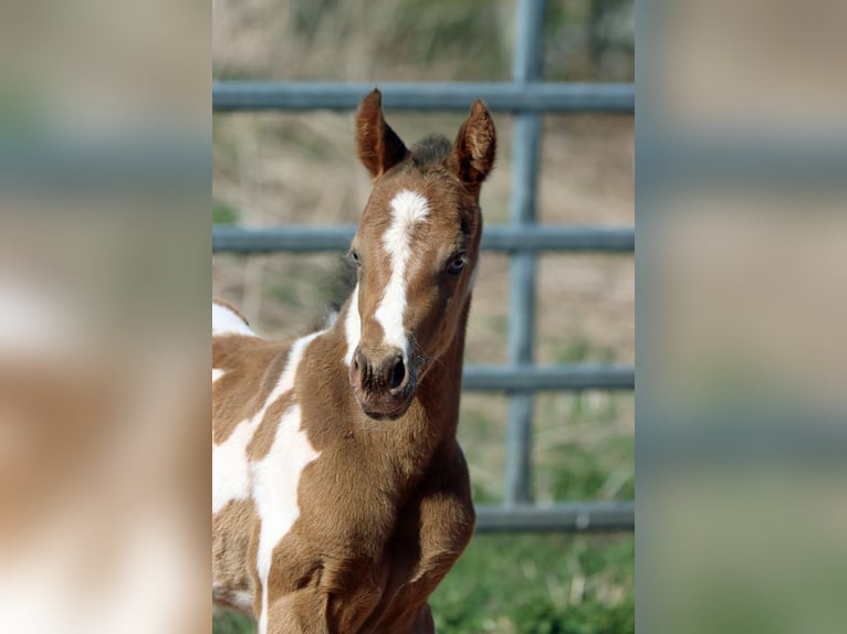 Paint Horse Mare Foal (03/2025) 14,2 hh Champagne in Hellenthal