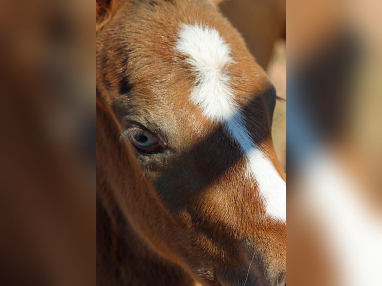 Paint Horse Mare Foal (03/2025) 14,2 hh Champagne in Hellenthal