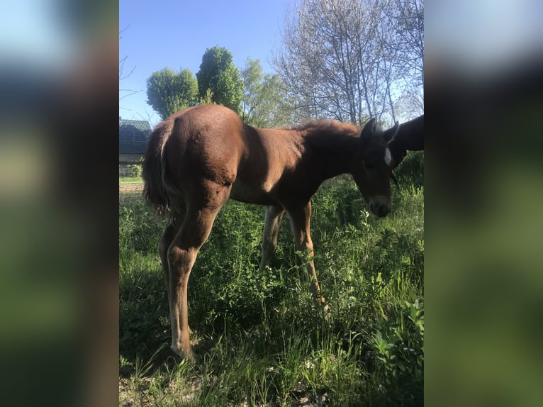 Paint Horse Mare  14,2 hh Chestnut-Red in Altlandsberg