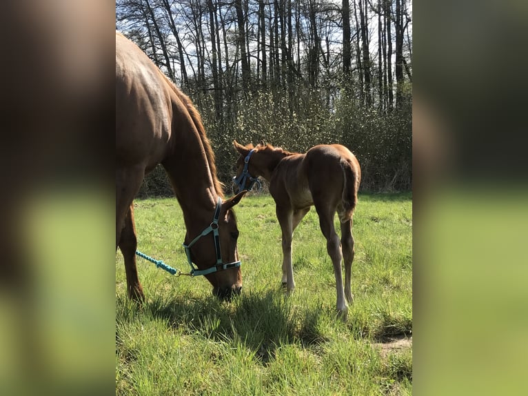 Paint Horse Mare  14,2 hh Chestnut-Red in Altlandsberg