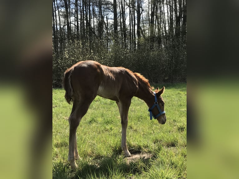Paint Horse Mare  14,2 hh Chestnut-Red in Altlandsberg