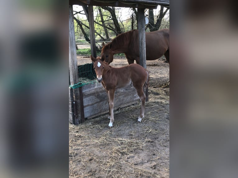 Paint Horse Mare  14,2 hh Chestnut-Red in Altlandsberg